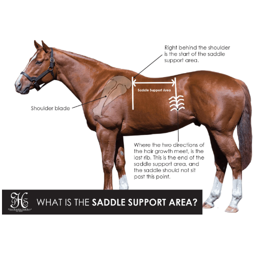 Virtual Saddle Assessment